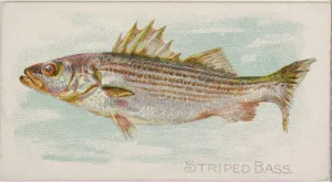 Striped Bass Fish American Waters series N8 Allen & Ginter Cigarettes Brands Striped Bass Fish American Waters series N8 Allen & Ginter Cigarettes Brands