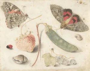 Studies Fruits Insects Shells late 16th-mid-17th century Studies Fruits Insects Shells late 16th-mid-17th century