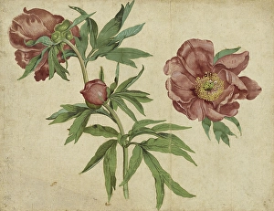 Studies Peonies Martin Schongauer German 1450 Studies Peonies Martin Schongauer German 1450