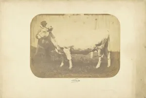 Study Les Races Bovines Adrien Alban Tournachon Study Les Races Bovines Adrien Alban Tournachon