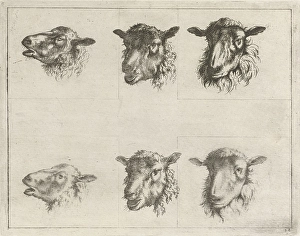 Study Sheet with six sheep , Johannes Janson, 1761 - 1784 Study Sheet with six sheep , Johannes Janson, 1761 - 1784