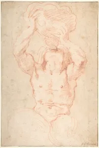 Study Triton recto Anatomical Studies ? verso Study Triton recto Anatomical Studies ? verso