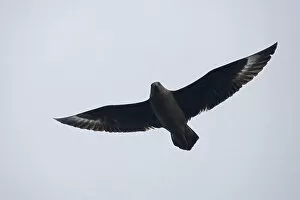 Images Dated 16th March 2006: Subantarctic Skua flying