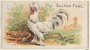 Sultan Fowl Prize Game Chickens series N20 Allen & Ginter Cigarettes Sultan Fowl Prize Game Chickens series N20 Allen & Ginter Cigarettes