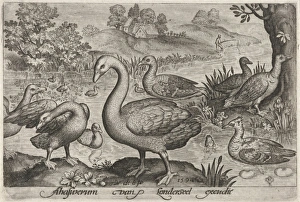 Swan and geese and ducks near to water, Nicolaes de Bruyn, 1594 Swan and geese and ducks near to water, Nicolaes de Bruyn, 1594