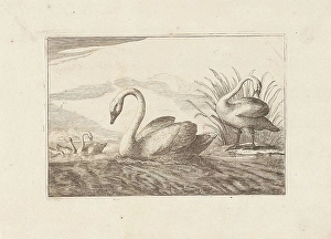 Swans, Francis Barlow, Pieter Schenk (I), 1675 - 1711 Swans, Francis Barlow, Pieter Schenk (I), 1675 - 1711