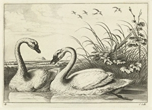 Two swans, Pieter van Lisebetten, Wenceslaus Hollar, Francis Barlow, 1654 - 1678 Two swans, Pieter van Lisebetten, Wenceslaus Hollar, Francis Barlow, 1654 - 1678