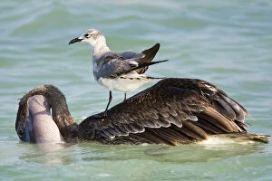 Images Dated 21st April 2008: Swimming Brown Pelican with a Laughing gull on its back Mexico, Pelecanus occidentalis