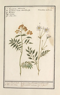 Tansy Tanacetum vulgare 1 worm Kruijd tente 2 Tansy Tanacetum vulgare 1 worm Kruijd tente 2