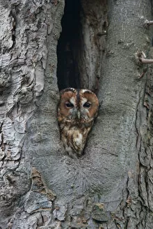 Images Dated 11th February 2007: Tawny Owl looking out of hole in tree, Strix aluco