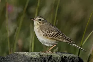 Images Dated 29th June 2007: Tawny Pipit standing on the ground, Anthus campestris