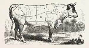 Tax butchery Paris. Division by categories of beef. France. Engraving