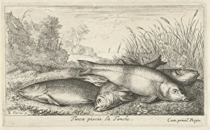 Four tench on a river bank, Albert Flamen, Jacques van Merlen, Lodewijk XIV (koning Four tench on a river bank, Albert Flamen, Jacques van Merlen, Lodewijk XIV (koning