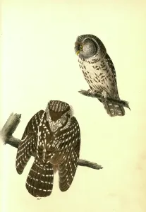 Tengmalms Night-Owl., Audubon, John James, 1785-1851 Tengmalms Night-Owl., Audubon, John James, 1785-1851