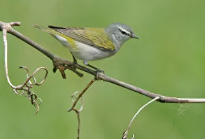 Images Dated 26th April 2006: Tennessee Warbler, Leiothlypis peregrina