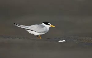Images Dated 29th May 2006: Least Tern, Sternula antillarum, United States