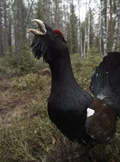 Images Dated 16th May 2007: Tetrao urogallus, Western Capercaillie, Norway