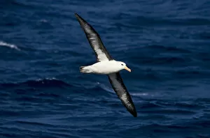 Images Dated 12th March 2006: Thalassarche melanophris, Black-browed Albatross