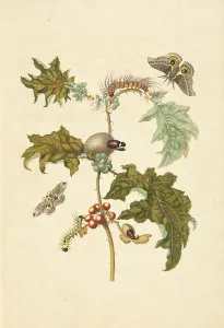 Thistle- plant Solanum stramoniifolium moth Automeris species Thistle- plant Solanum stramoniifolium moth Automeris species