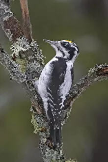 Images Dated 21st November 2007: Three-toed Woodpecker, Picoides tridactylus, Finland