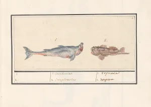 Tiger shark Carcharias scorpion fish Scorpaenidae Tiger shark Carcharias scorpion fish Scorpaenidae