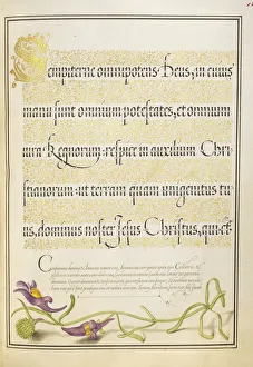 Toadflax Joris Hoefnagel Flemish Hungarian 1542 Toadflax Joris Hoefnagel Flemish Hungarian 1542