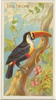 Toco Toucan Birds Tropics series N5 Allen & Ginter Cigarettes Brands Toco Toucan Birds Tropics series N5 Allen & Ginter Cigarettes Brands