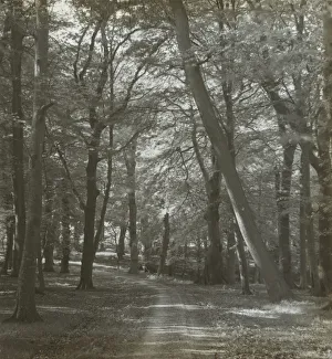 Tree-lined path park Redland Woods Frederick H Tree-lined path park Redland Woods Frederick H