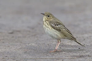 Images Dated 1st May 2006: Tree Pipit, Anthus trivialis, Netherlands