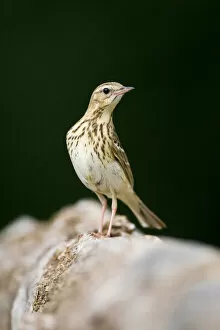 Images Dated 26th May 2008: Tree Pipit on de ground, Anthus trivialis