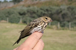 Images Dated 22nd September 2005: Tree Pipit held in hand, Anthus trivialis