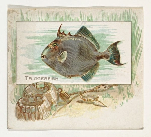 Triggerfish Fish American Waters series N39 Allen & Ginter Cigarettes Triggerfish Fish American Waters series N39 Allen & Ginter Cigarettes