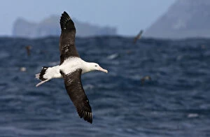 Images Dated 30th March 2006: Tristan Albatross in flight in front of Gough Island, Diomedea dabbenena