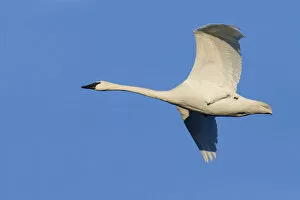 Images Dated 15th January 2005: Trumpeter Swan, Cygnus buccinator