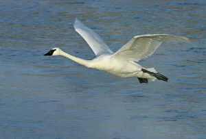 Images Dated 15th January 2005: Trumpeter Swan, Cygnus buccinator