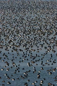 Images Dated 28th January 2006: Tufted Duck a group resting on water Netherlands, Aythya fuligula