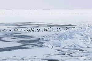 Images Dated 30th January 2010: Tufted Ducks cloesed in by ice, Aythya fuligula