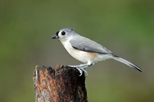 Tufted Titmouse Collection: Tufted Titmouse, Baeolophus bicolor