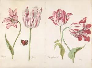 Four Tulips Boter man Butter Man Joncker Nobleman Four Tulips Boter man Butter Man Joncker Nobleman