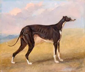 Turk, a greyhound, the property of George Lane Fox The Black and White Greyhound Turk Turk, a greyhound, the property of George Lane Fox The Black and White Greyhound Turk