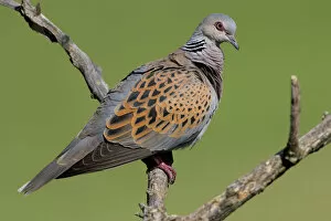Images Dated 17th May 2007: Turtle Dove perched on branch