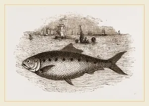 Twaite Shad or Twait Shad is a species of fish in the Clupeidae family Twaite Shad or Twait Shad is a species of fish in the Clupeidae family