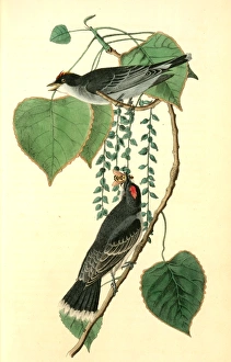 Tyrant Flycatcher or King Bird. (Cotton wood. Populus candicans)., Audubon, John James Tyrant Flycatcher or King Bird. (Cotton wood. Populus candicans)., Audubon, John James