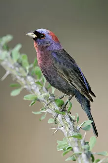 Images Dated 21st July 2005: Varied Bunting, Passerina versicolor