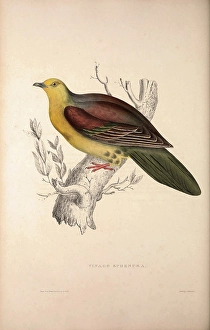 Vinago Sphenura, Wedge-tailed Green-Pigeon Vinago Sphenura, Wedge-tailed Green-Pigeon