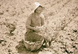 Vintage activities Richon-le-Zion Aug 1939 Grape picker Vintage activities Richon-le-Zion Aug 1939 Grape picker