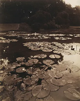 Water Lilies Eugene Atget French 1857 1927 France Water Lilies Eugene Atget French 1857 1927 France