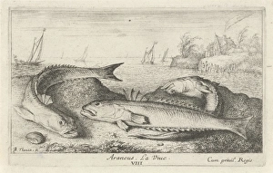 weeverfish, Trachinidae on the beach, Albert Flamen, 1664 weeverfish, Trachinidae on the beach, Albert Flamen, 1664