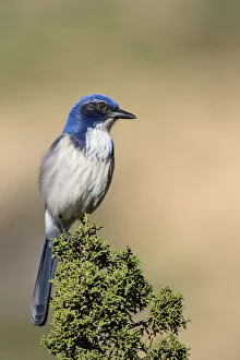 Images Dated 22nd January 2005: Western Scrub-Jay