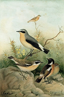 Whinchat Gallery: Wheatear, Stonechat and Whinchat